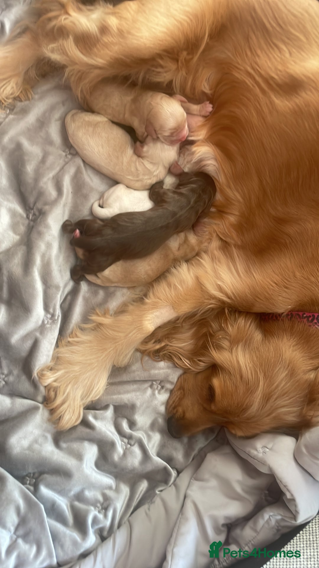 Cocker Spaniel dogs for sale: Cockerspaniel puppies x3 left  - Image 12