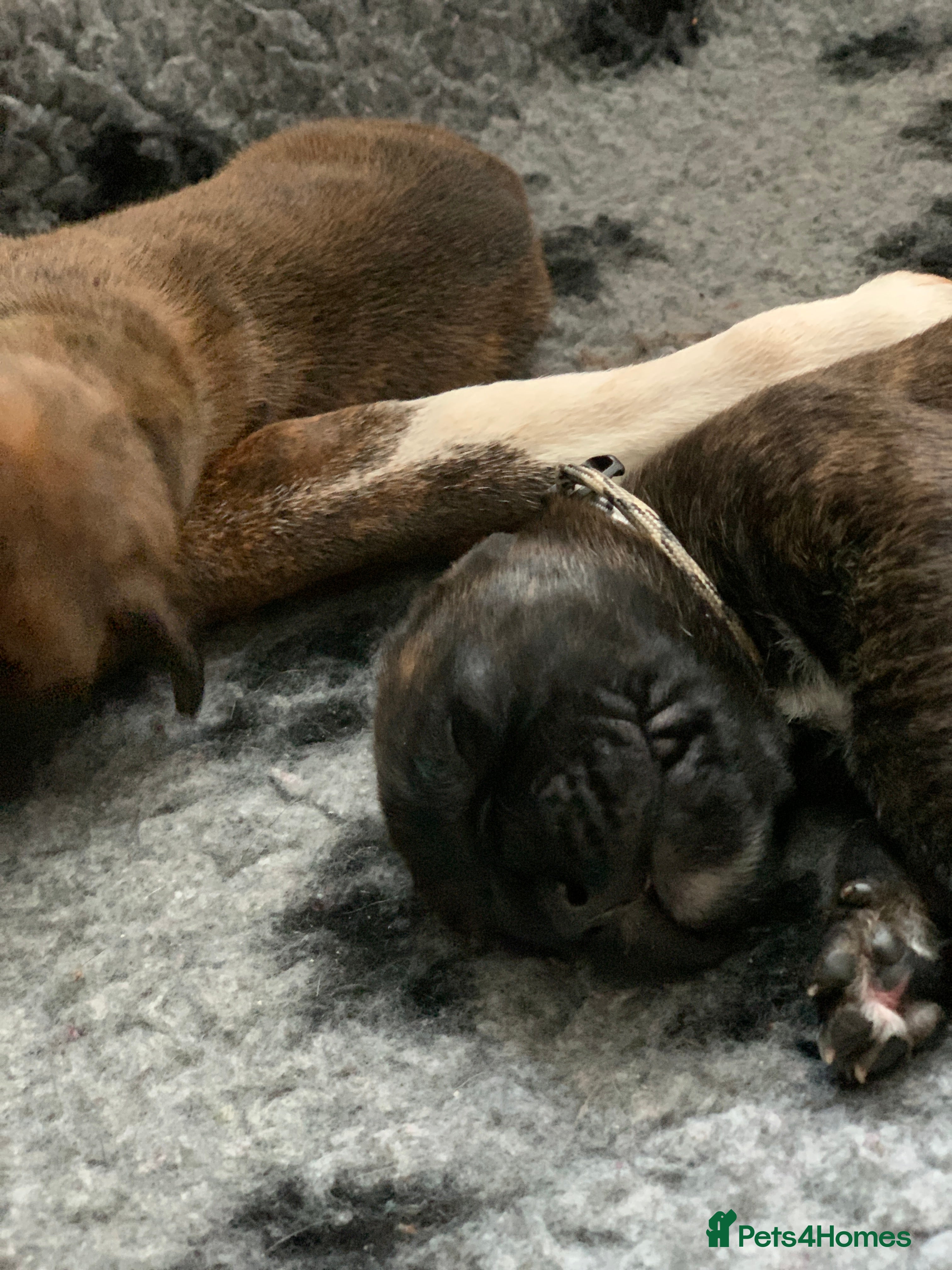 Boxer dogs Pedigree Boxer Puppies for Sale  - Advert 6