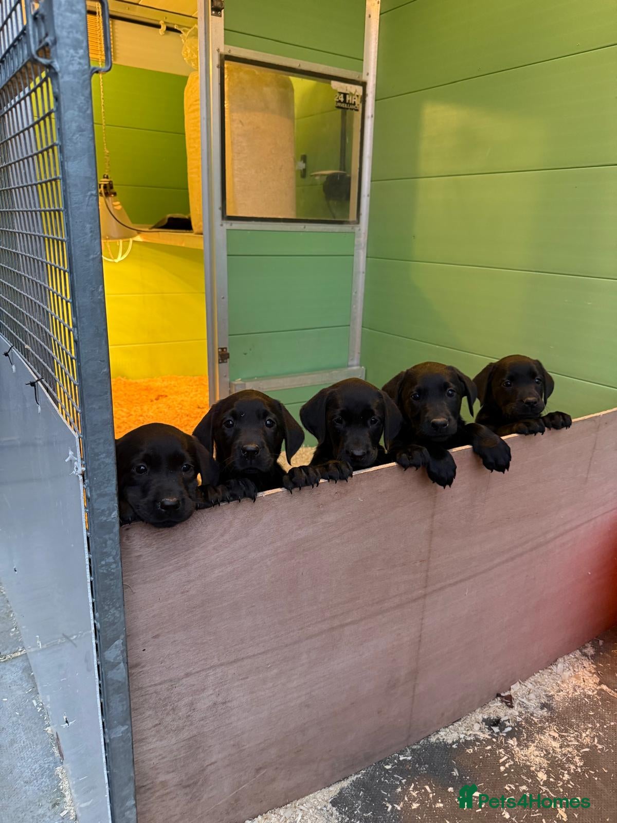 Labrador Retriever dogs for sale: KC Registered Black Labrador puppy-6 female 2 male - Advert 10