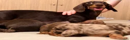 Miniature Dachshund dogs for sale: Cute little pumpkins 💕  - Advert 2