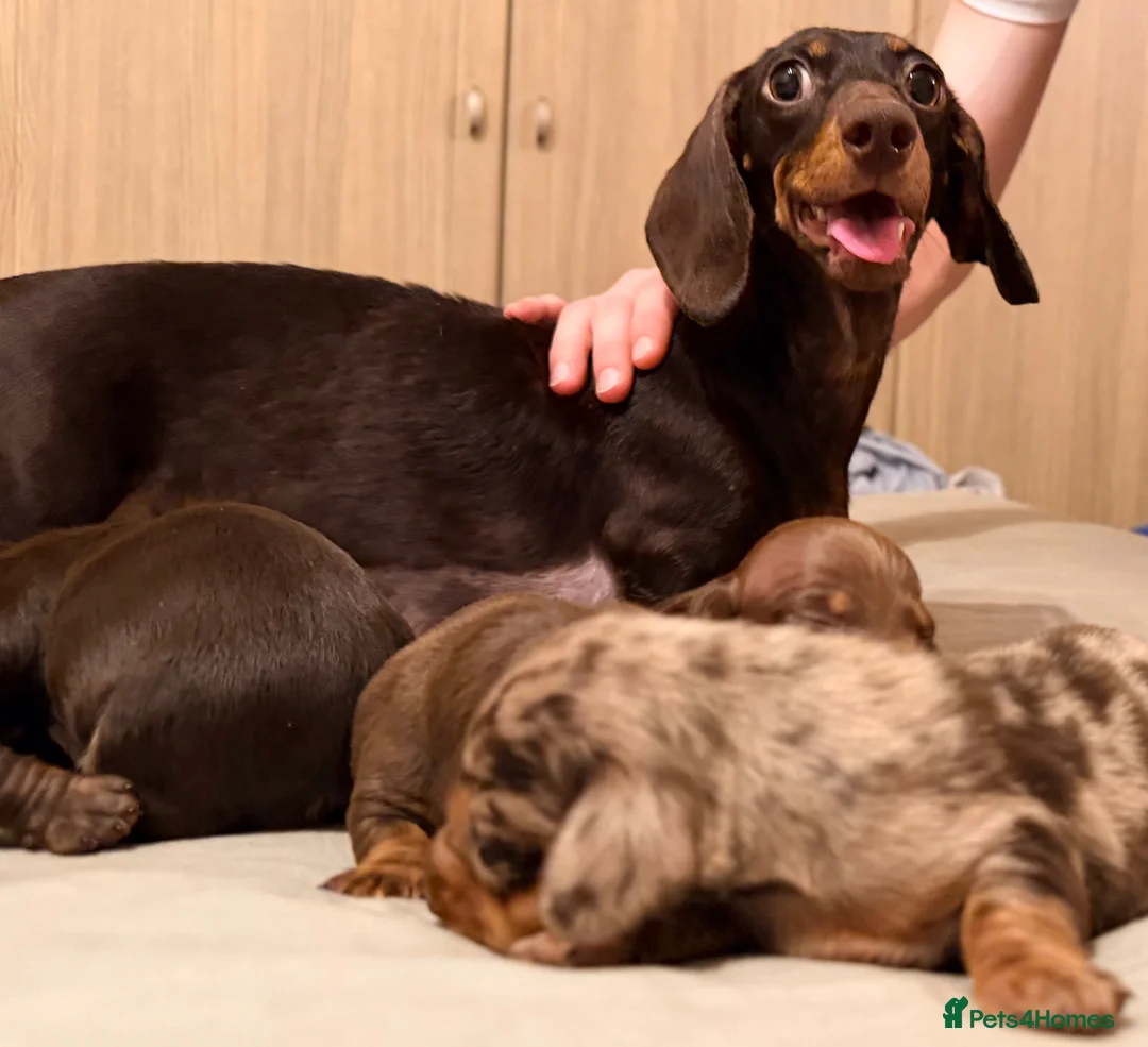 Miniature Dachshund dogs for sale: Cute little pumpkins 💕  - Advert 2