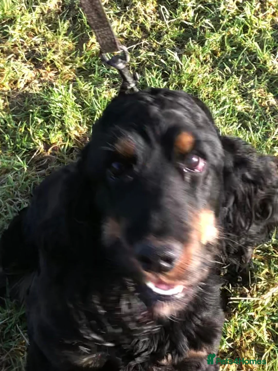 Cocker Spaniel dogs for stud: Black and Tan show cocker available for stud duty in Dunblane - Advert 4
