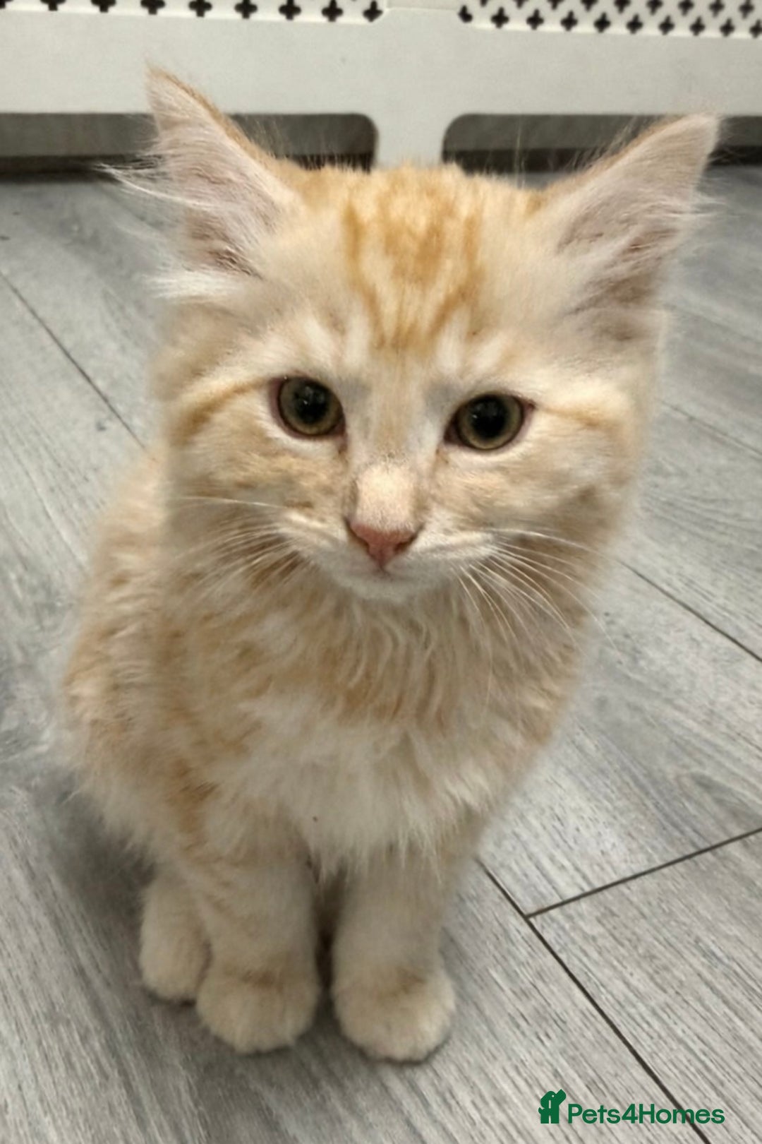 Mixed Breed cats for sale: Mixed kitten breed - Advert 10