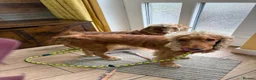 Mixed Breed dogs for adoption: ❤️SAVVY❤️ A HAPPY, AFFECTIONATE SHOW SPANIEL GIRL in Burton-on-Trent - Advert 3