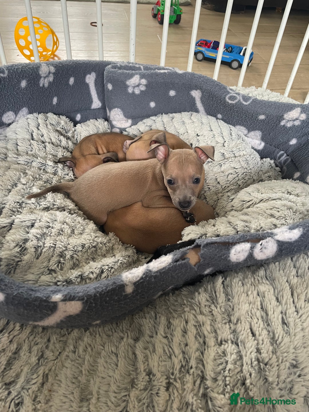 Italian Greyhound dogs for sale: Ready from next week Little Italian Greyhound pups - Image 17