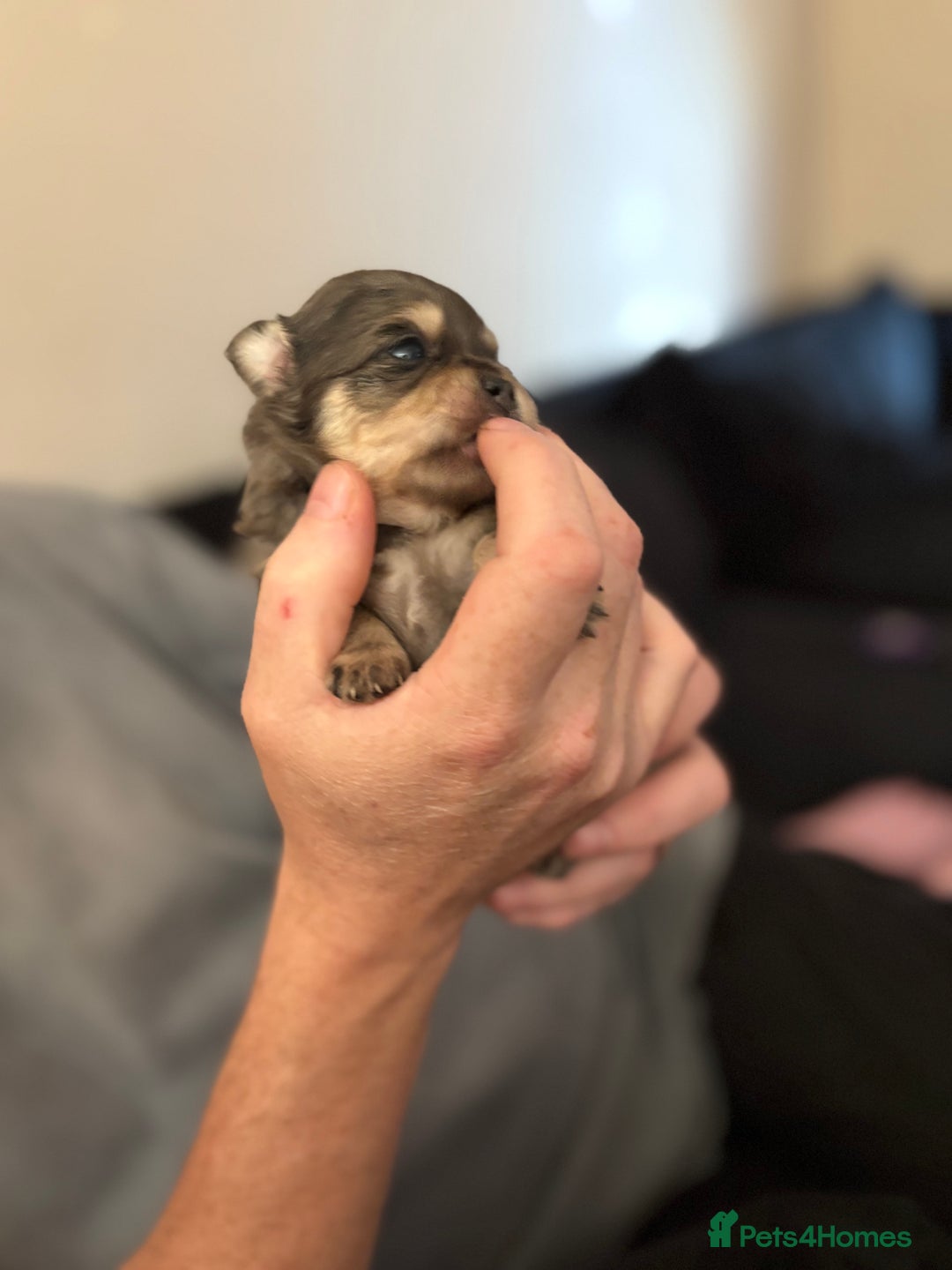 Chihuahua dogs for sale: Chihuahua and Pomchi puppies - Image 12