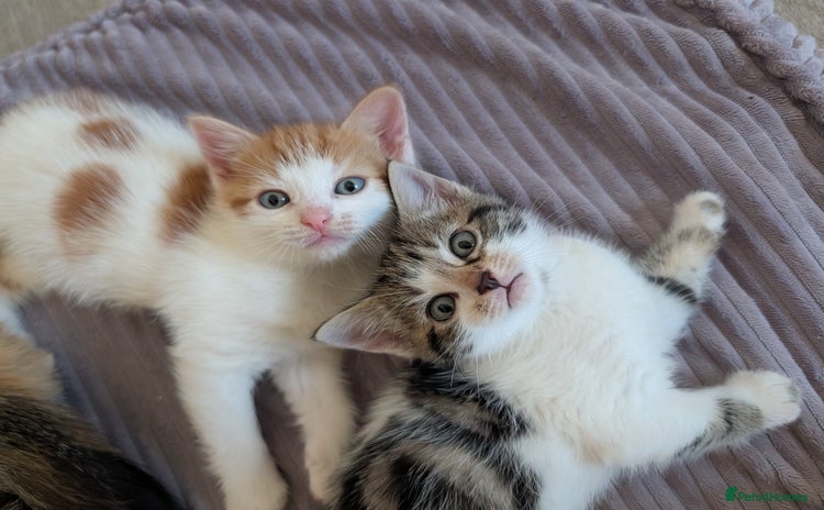 Siberian cats - Advert 3