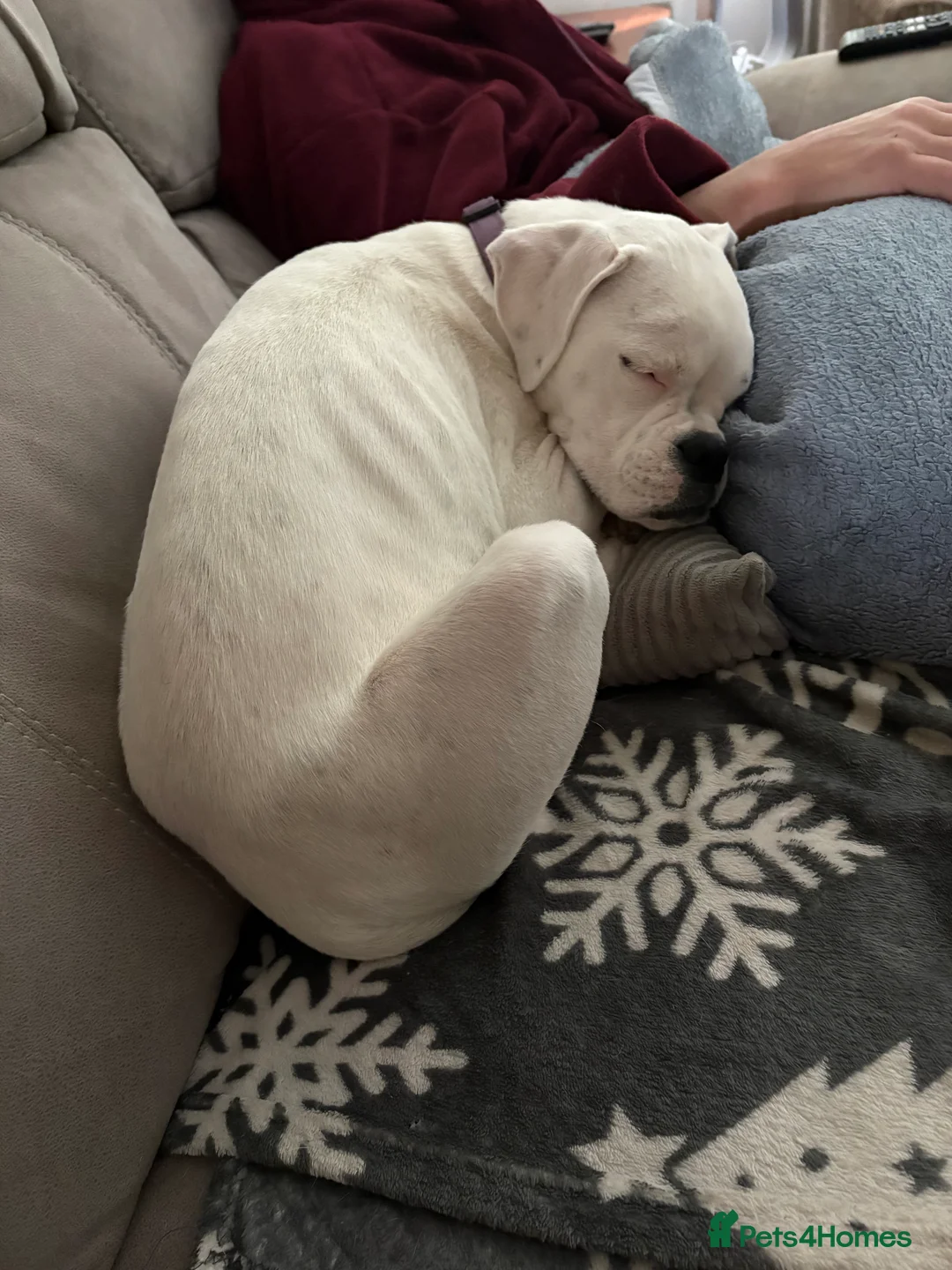 Boxer dogs for sale: Beautiful 6 month old boxer girl re home  - Advert 2