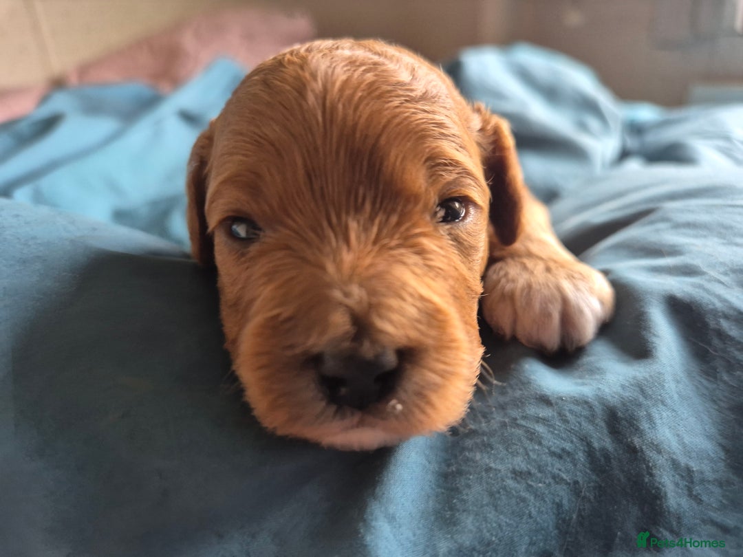 Cavapoo dogs for sale: Ready now - Gorgeous red Cavapoo girl - Advert 5