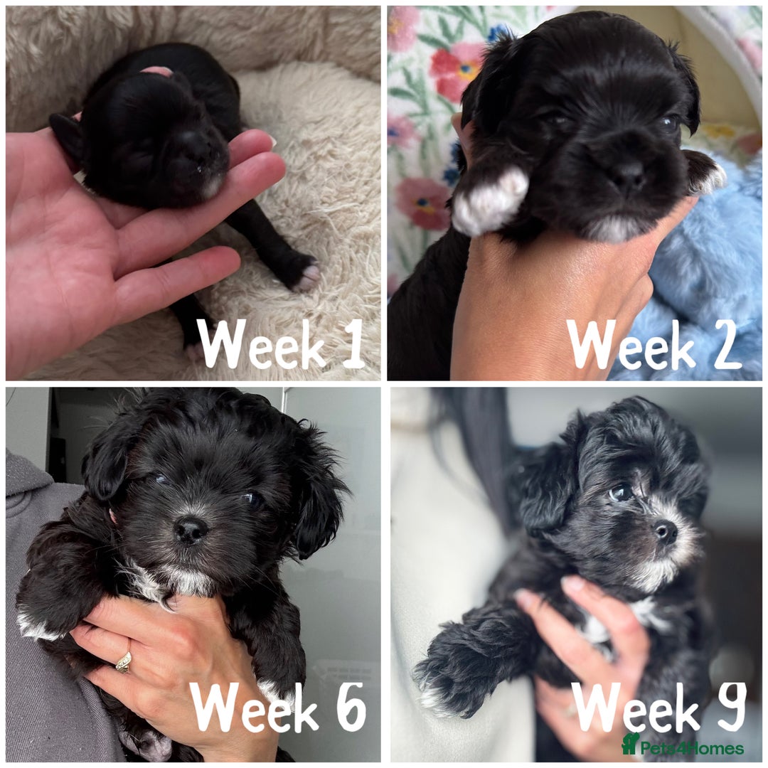 Maltipoo dogs for sale: 🩵Last Top Quality Rare Korean/Asian F1 Maltipoo🩵 in Bathgate - Image 11