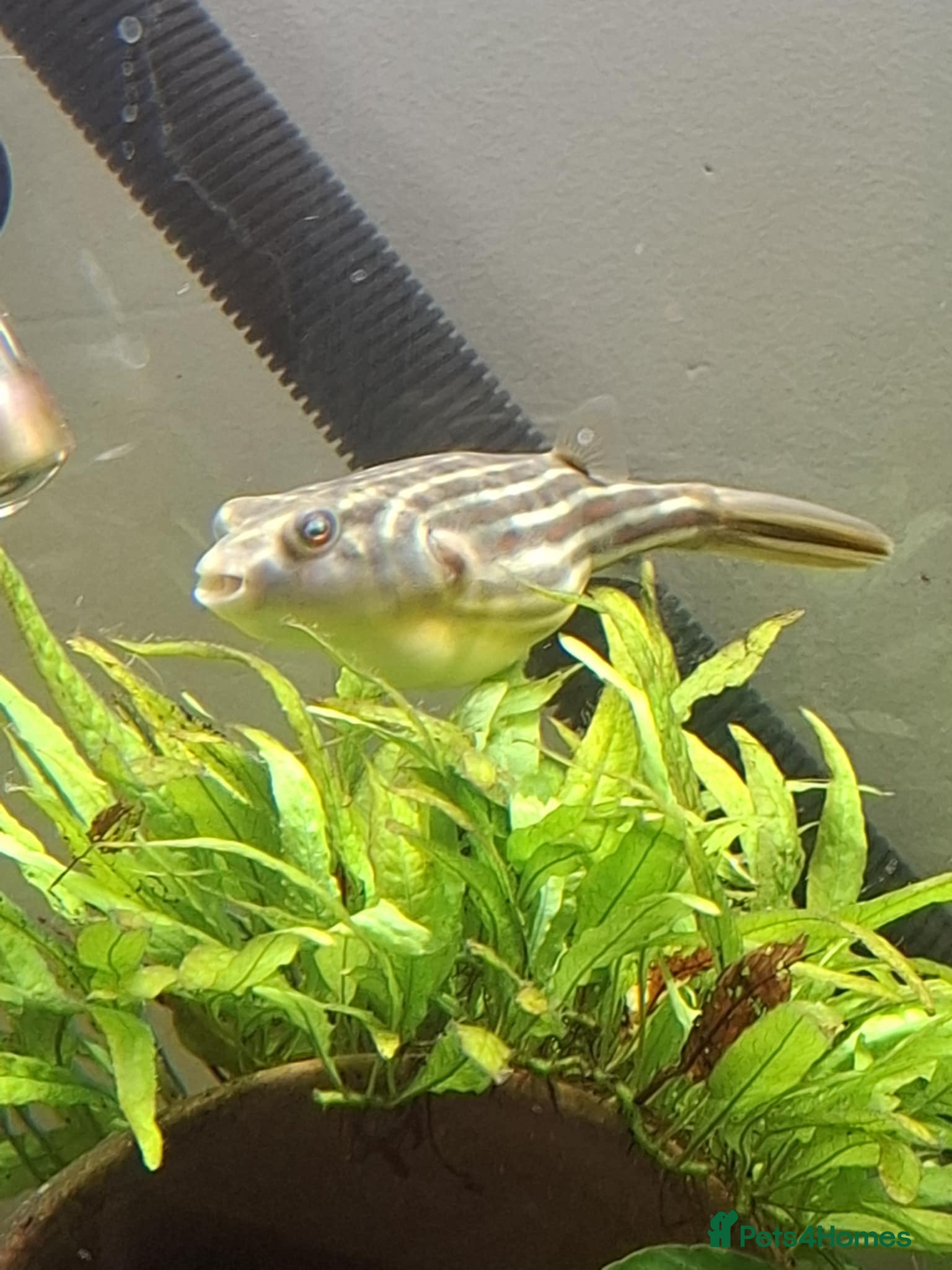 Pufferfish fish Fahaka puffer female - Advert 1