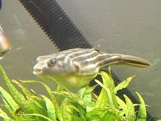 Pufferfish fish - Advert 1