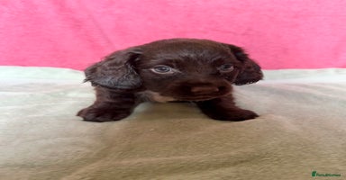 Cocker Spaniel dogs - Advert 9