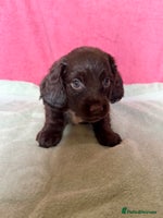 Cocker Spaniel dogs - Advert 15