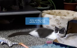 Ragcoon cats for sale: FINAL REDUCTION £300  Stunning, chunky ragcoons  - Image 12