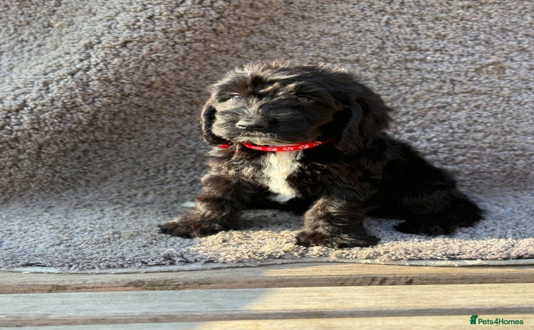 Cockapoo dogs - Advert 1