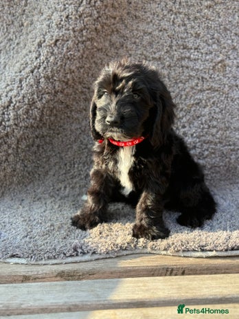 Cockapoo dogs - Advert 3