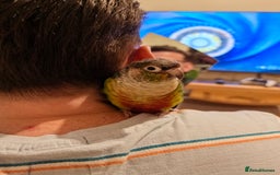 Conures birds for sale: Green cheek conure - Image 2