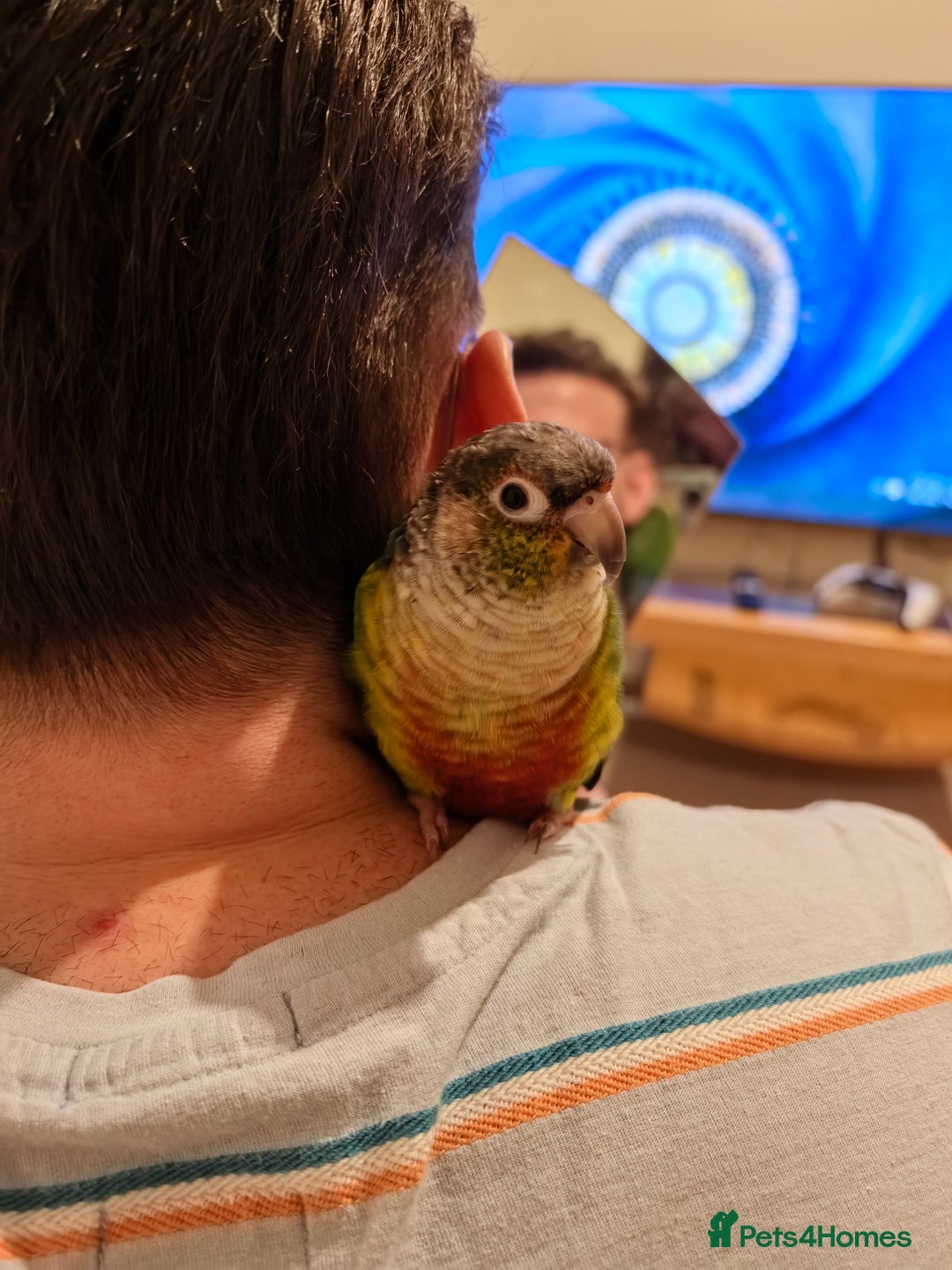 Conures birds for sale: Green cheek conure - Image 2