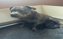 Staffordshire Bull Terrier dogs for sale: Champion Beautiful Black Staffy Puppies  - Image 5