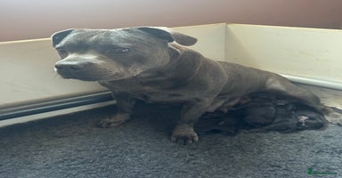 Staffordshire Bull Terrier dogs - Advert 2