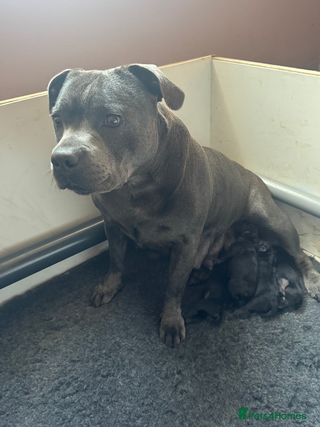 Staffordshire Bull Terrier dogs for sale: Champion Beautiful Black Staffy Puppies  - Image 5
