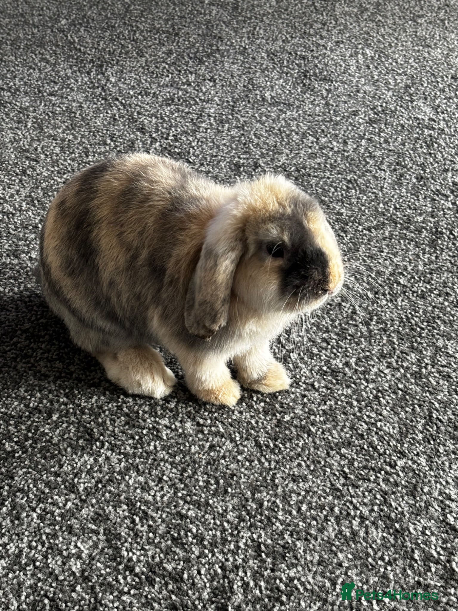 Dwarf Lop rabbits Mini lop - Advert 1