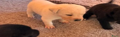 Mixed Breed 1