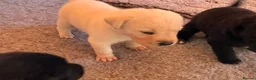 Mixed Breed dogs for sale: Lab+Akita adorable pups in Stansted - Advert 10
