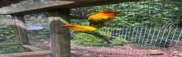 Conures birds for sale: Take Proven Breeding Pair Of Conures - Advert 3