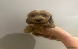 Cockapoo dogs for sale: F1 cockerpoos  - Image 7