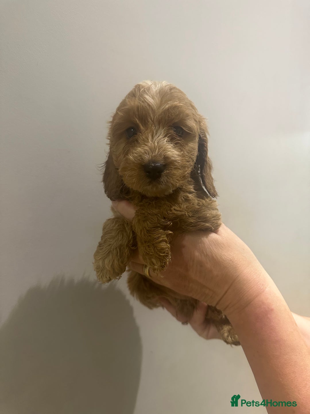 Cockapoo dogs for sale: F1 cockerpoos  - Image 7