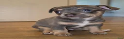 Chihuahua dogs for sale: Chihuahua Blue Tri. 1 Boy 1 Girl   - Advert 27
