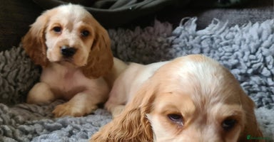 Cocker Spaniel dogs - Advert 5