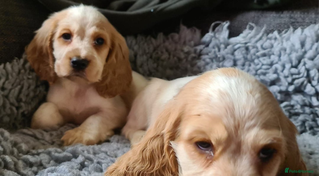 Cocker Spaniel dogs for sale: stunning show quality health tested puppies - Image 4