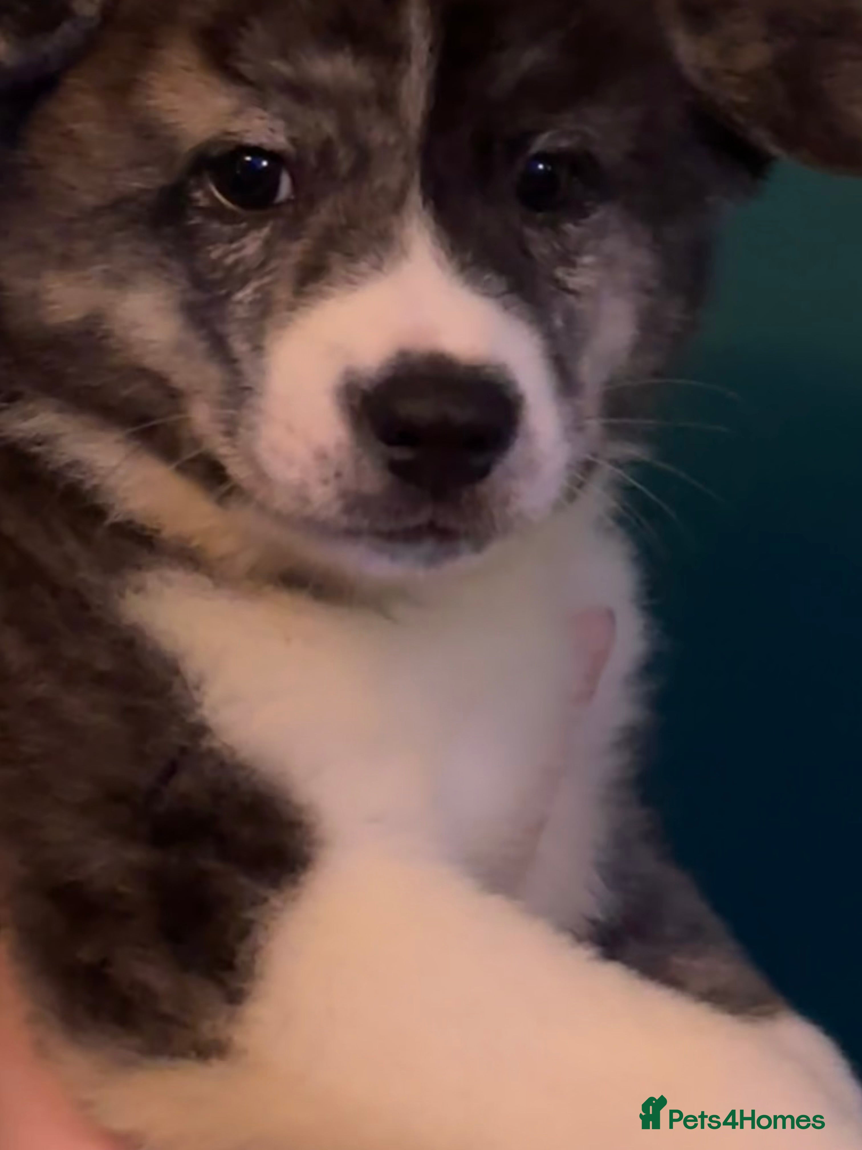 Japanese Akita Inu dogs Japanese Akita Puppies READY NOW - Advert 1