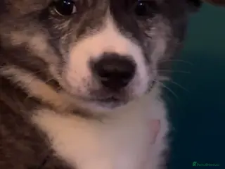 Japanese Akita Inu dogs Japanese Akita Puppies READY NOW - Advert 13