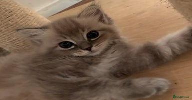 Ragdoll cats - Advert 5