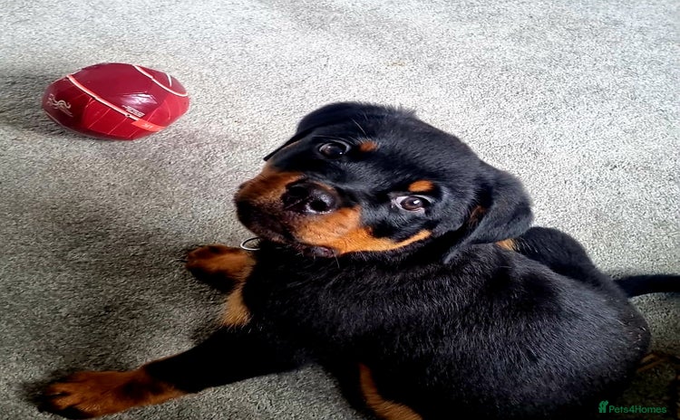 Rottweiler dogs - Advert 10