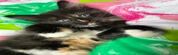 Domestic Shorthair cats for sale: Beautiful Bonded Kittens– Priced as Pairs Only 🐾  - Advert 3
