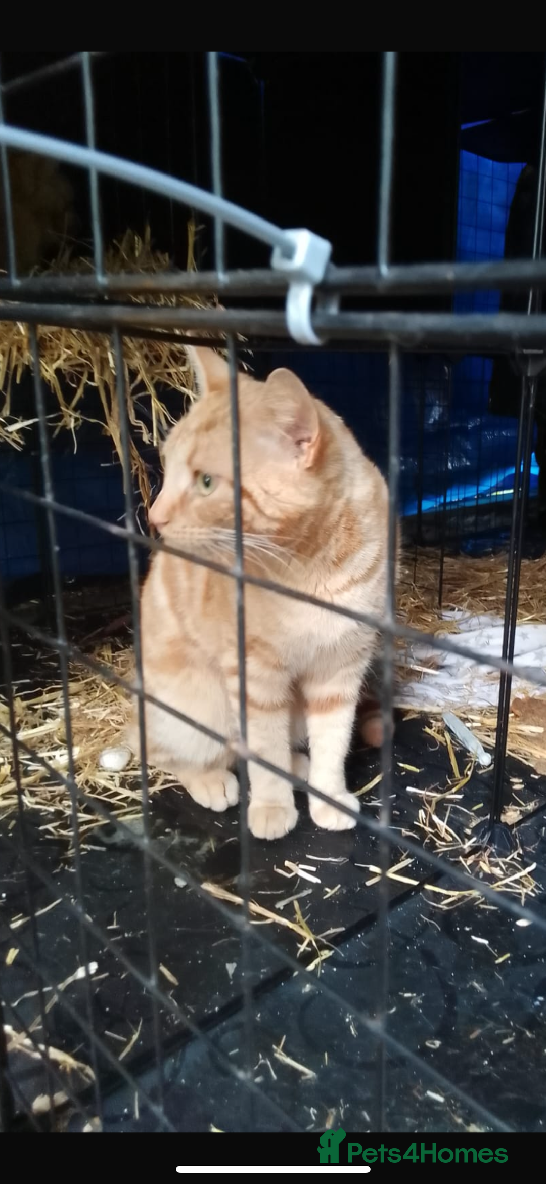 Domestic Shorthair cats for sale: Rimber and simba, our ginger rescues 🧡 - Image 19