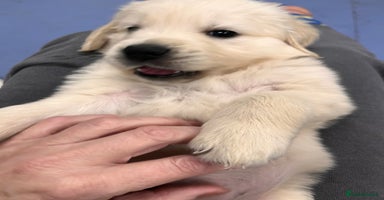 Golden Retriever dogs Stunning quality golden retriever puppies - Advert 3