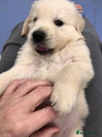 Golden Retriever dogs Stunning quality golden retriever puppies - Advert 6