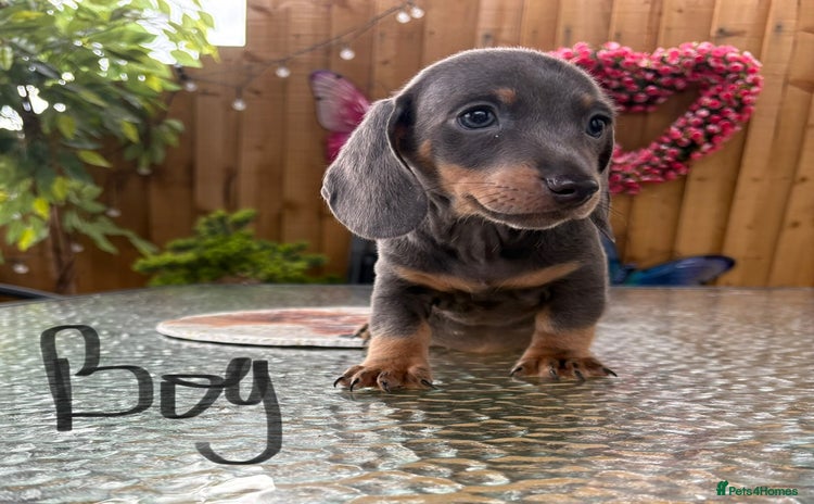 Miniature Dachshund dogs - Advert 8