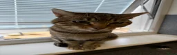 Mixed Breed cats for sale: House cats litter  in Gretna - Advert 7