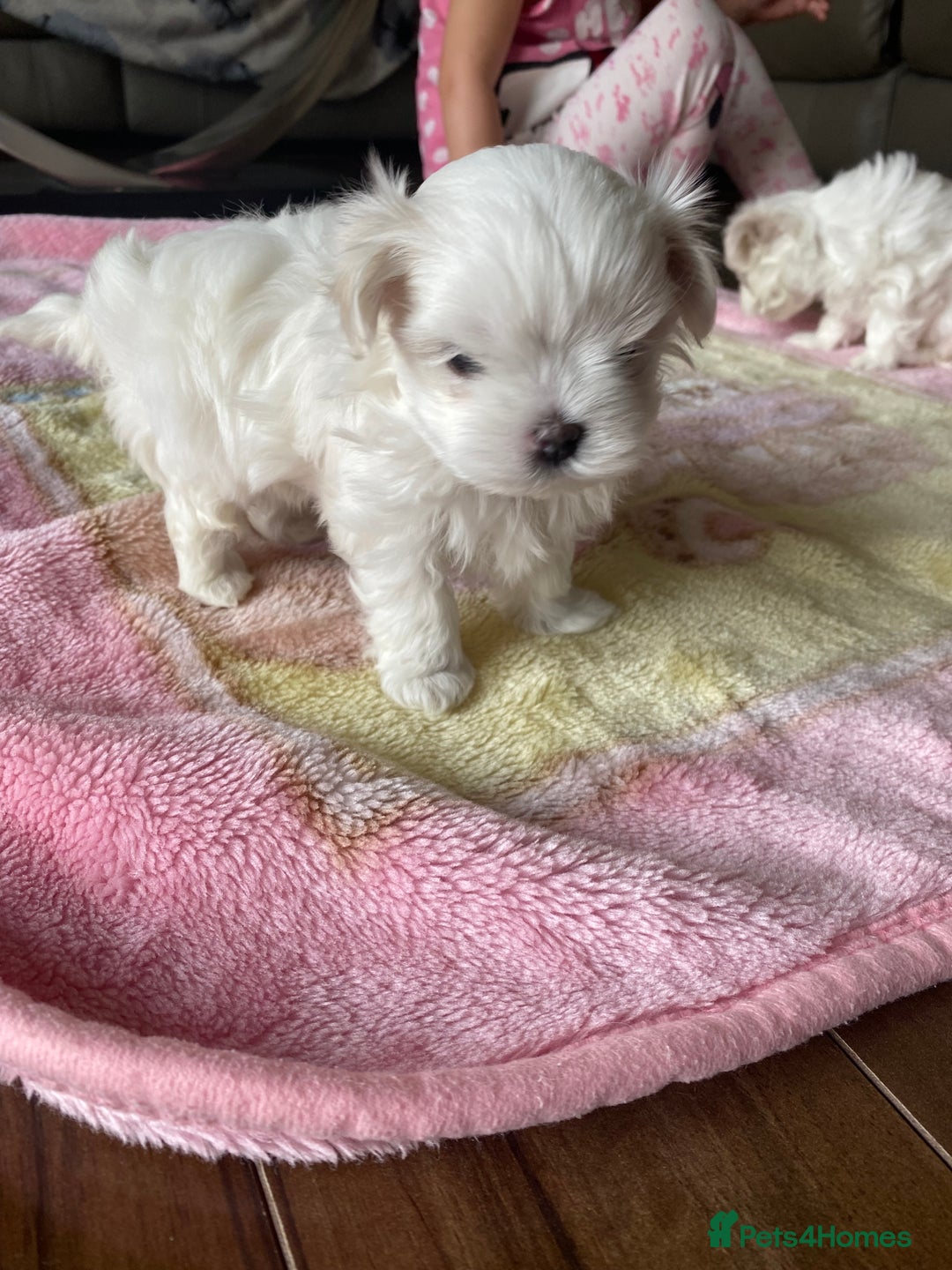 Maltese dogs for sale: Tiny Maltese puppies  - Image 6