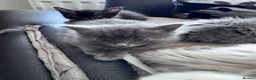 Mixed Breed cats for sale: Kittens - Advert 12