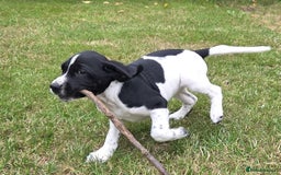 Mixed Breed dogs for sale: One girl puppy Cocker Spaniel cross Bassett hound - Image 1