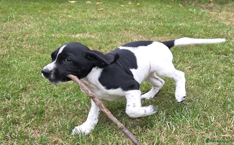 Mixed Breed dogs - Advert 4