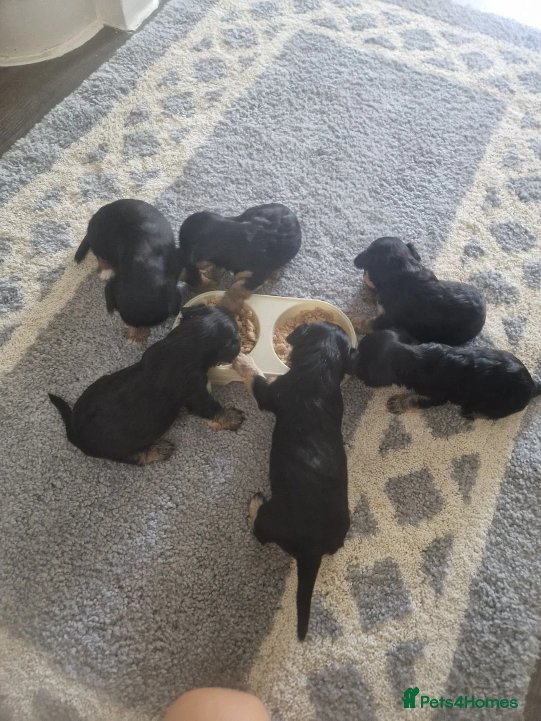Yorkshire Terrier dogs for sale: Yorkie puppies  - Advert 2